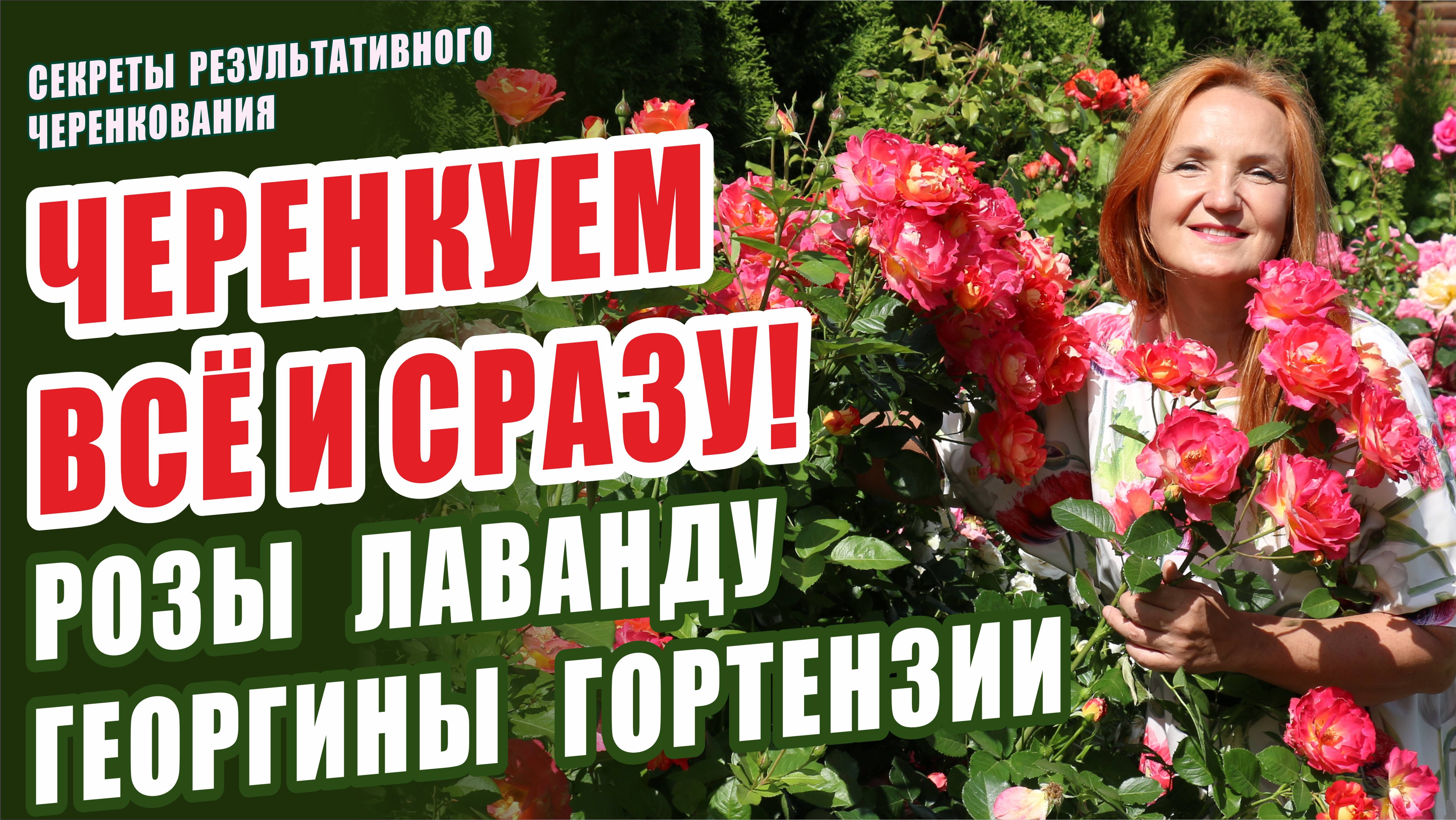 ЧЕРЕНКОВАНИЕ РОЗ, ЛАВАНДЫ, ГЕОРГИН, ГОРТЕНЗИЙ ЛЕТОМ. РАЗМНОЖЕНИЕ ЦВЕТОВ КАК ПРАВИЛЬНО ЧЕРЕНКОВАТЬ?