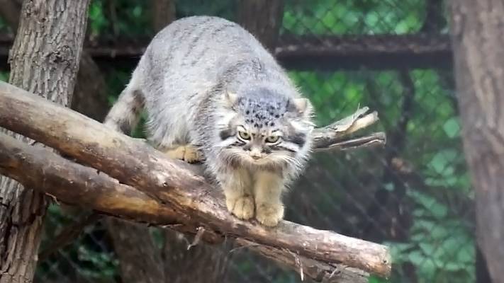 Котята манулов ищут кусок мяса, который потерялся, а Жоре неожиданно открыли дверь к соседке.