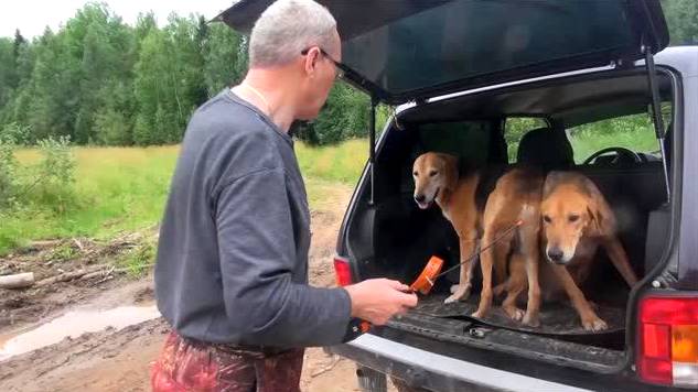 РУССКИЕ  ГОНЧИЕ ч. Говоруша и ч.п/ч. Сигнал (Плакуня) вл. Шатров В.А.#охотасгончей#соб#топ #hunting