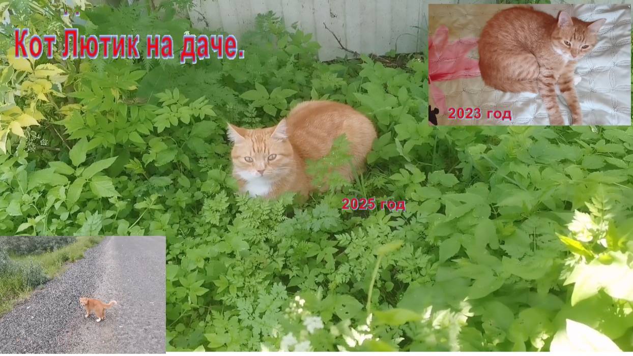 Домашний кот на даче . Любимые питомцы в деревне. #дача #кот_Лютик #огород  #котик  #кот