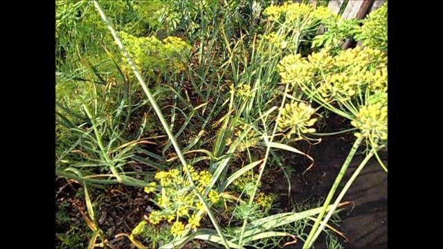 Уборка озимого чеснока 17 июля