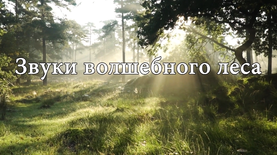 Звуки леса, пение птиц, кваканье лягушек.