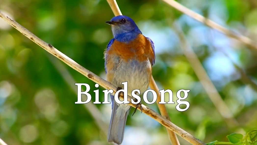 Пение птиц в природе, расслабляющие звуки, для сна и медитации.
