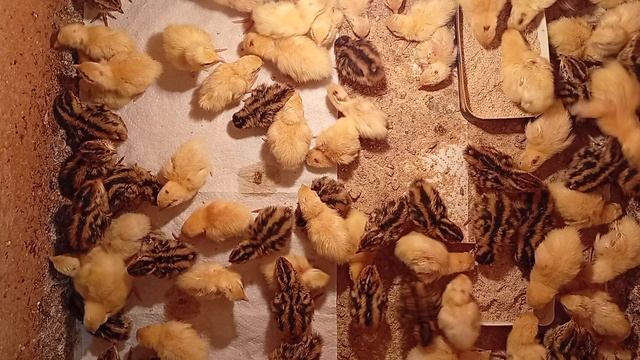 Чем же завершился мой поход к приставам? И уборка у перепелят