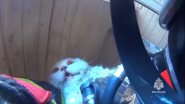 Вернули кота с того света