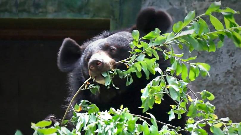 Медведица Челси с аппетитом поела зеленых листочков и забралась в гамак немного поспать.