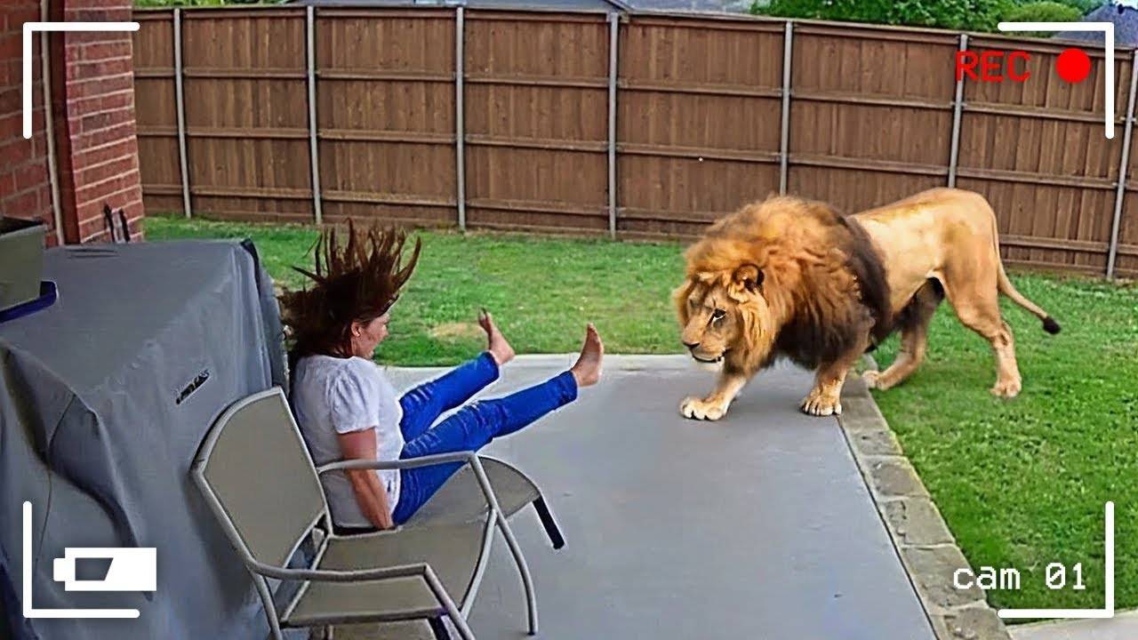 Моменты с Животными Один на Миллион прикол