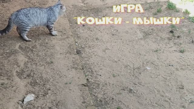 "Кошки мышки"