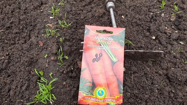 Морковь в июле. Никогда не будет морковной мухи. Сеем и удивляемся. Крупная, сладкая, ровная и чиста