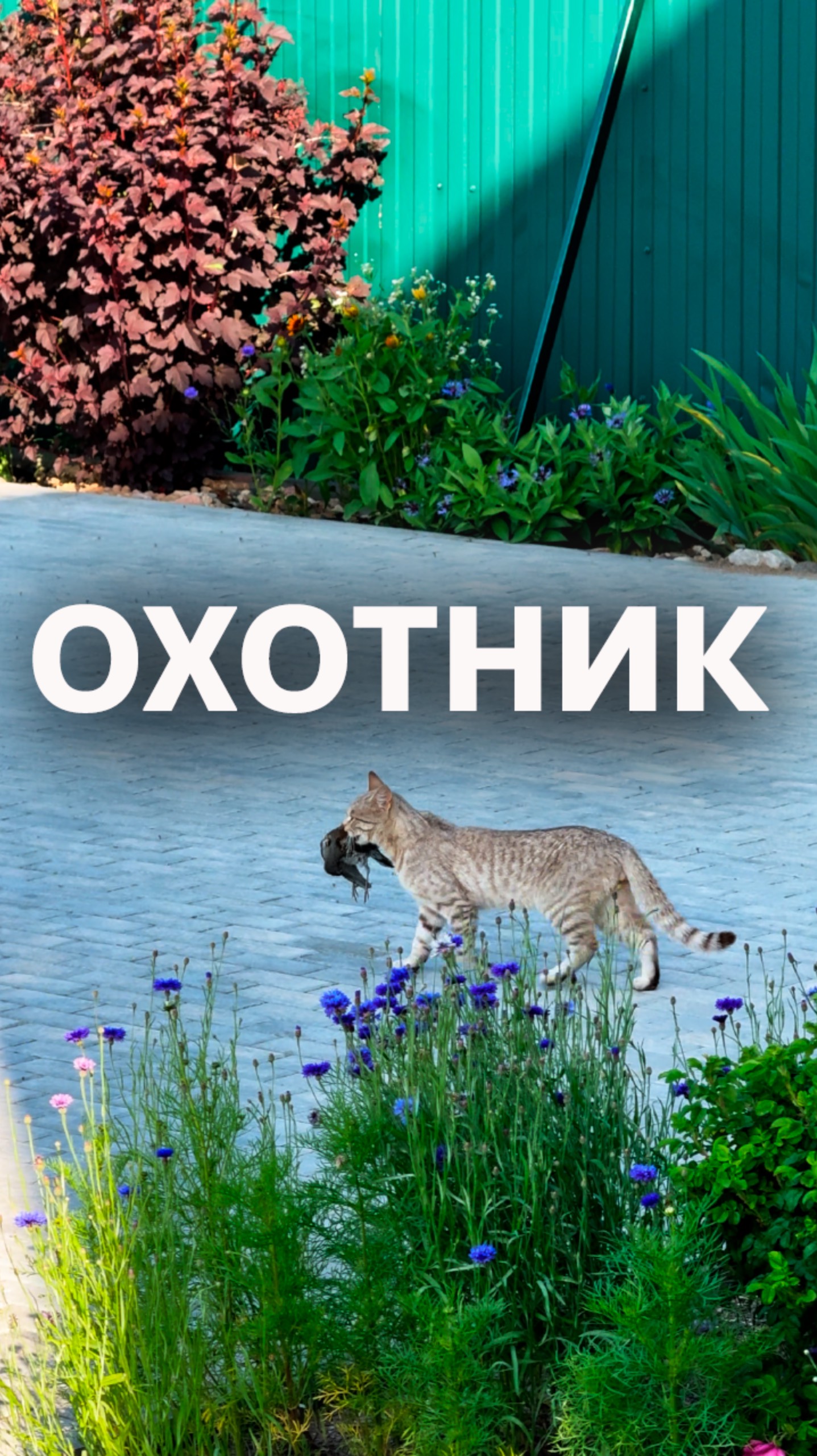 Кот-охотник 🐈 #надаче