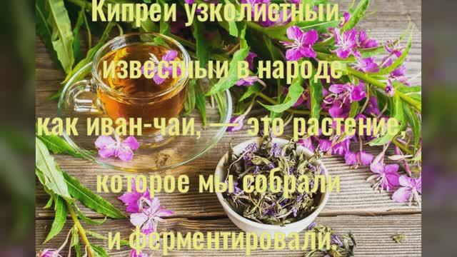 Заготовка иван чая - кипрей, \\ процесс ферментировании