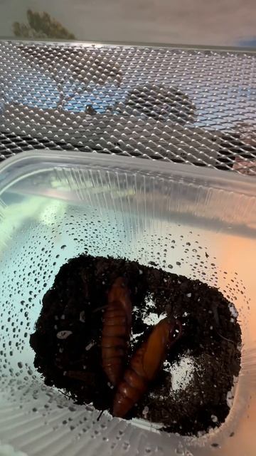 Куколки бражника