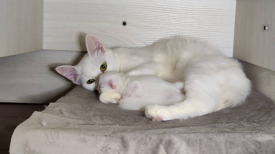 Новорожденный котёнок. Четырнадцать дней. Мама-кошка разговаривает с новорождённым котёнком.