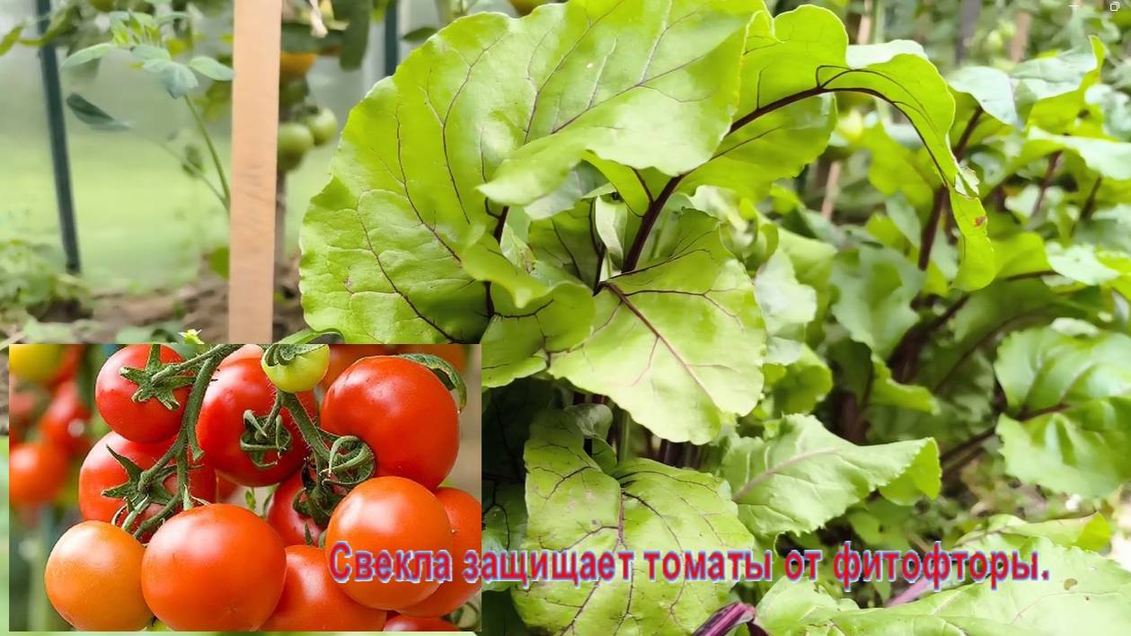 Как бороться с фитофторой томатов. Польза свеклы при борьбе с фитофторой. #фитофтора_на_помидорах.