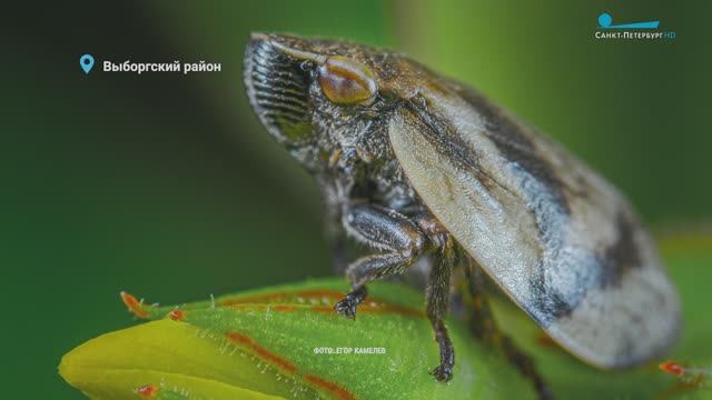 Пенница слюнявая оставляет следы, встреча лосей и лисы, змеиный день