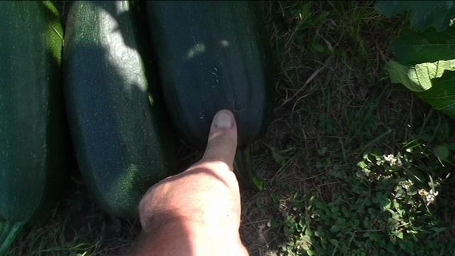 Кабачки СКВОРУШКА и БЕЛОПЛОДНЫЕ