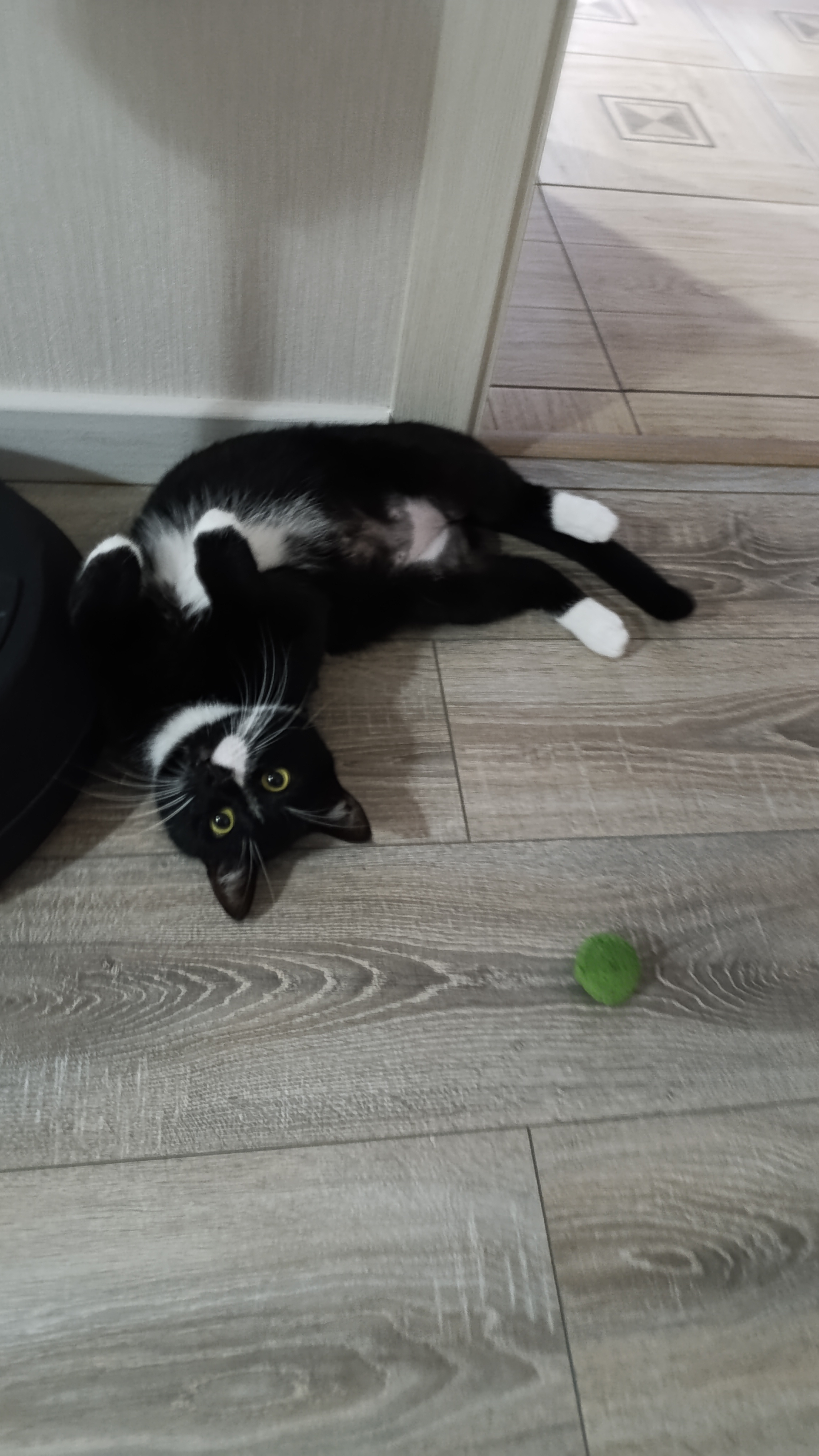 Котик хочет играть