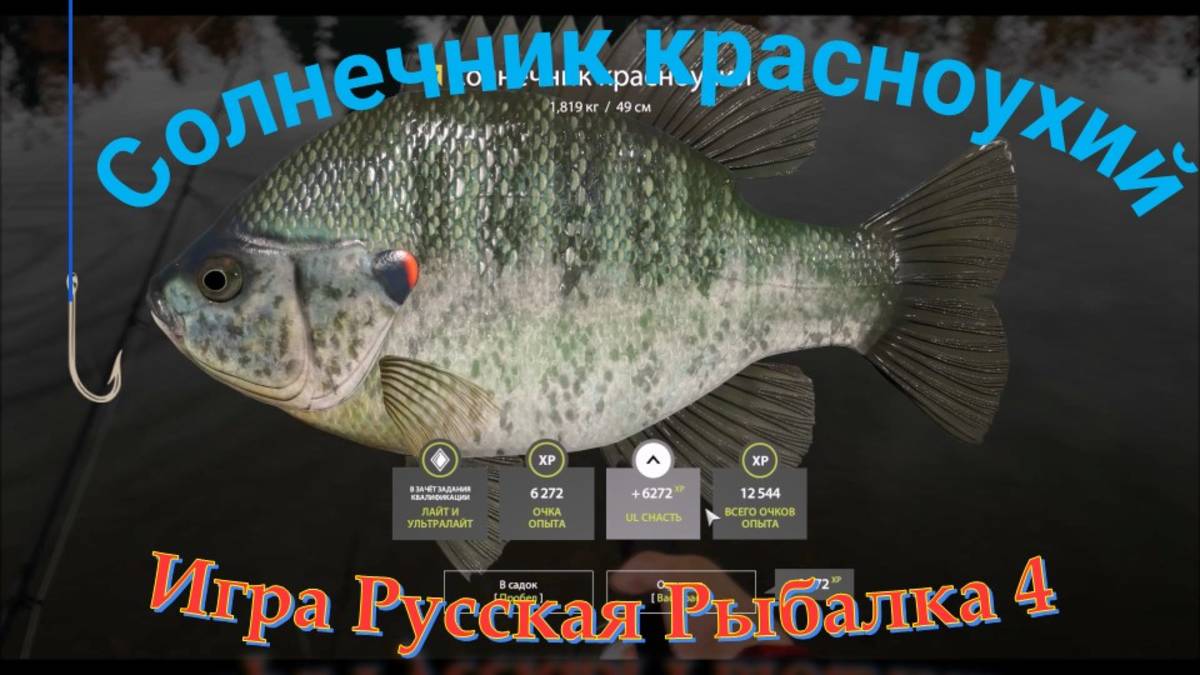 Солнечник красноухий, трофей на ультралайт, озеро Лосиное, Русская рыбалка 4, место ловли, снасти