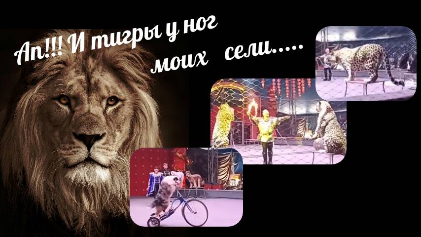 К нам приехал Цирк/ Санкт -Петербург   #сезонконтентаRUTUBE