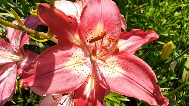 лилия ИНГРИД (Vlasova' 2024)