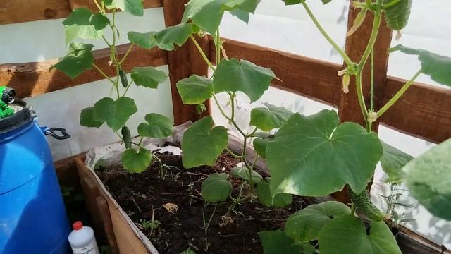 Томаты в теплице дружно начали краснеть. Требуется усиленная подвязка. Пересадка комнатных цветов.