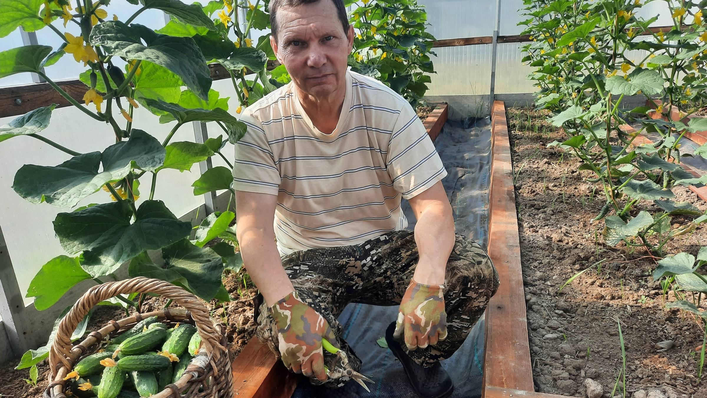 Проверенный способ выращивания огурцов в теплице