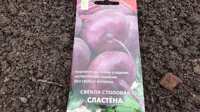 Свёкла. Удачная посадка в июле. Крупная и очень сладкая.