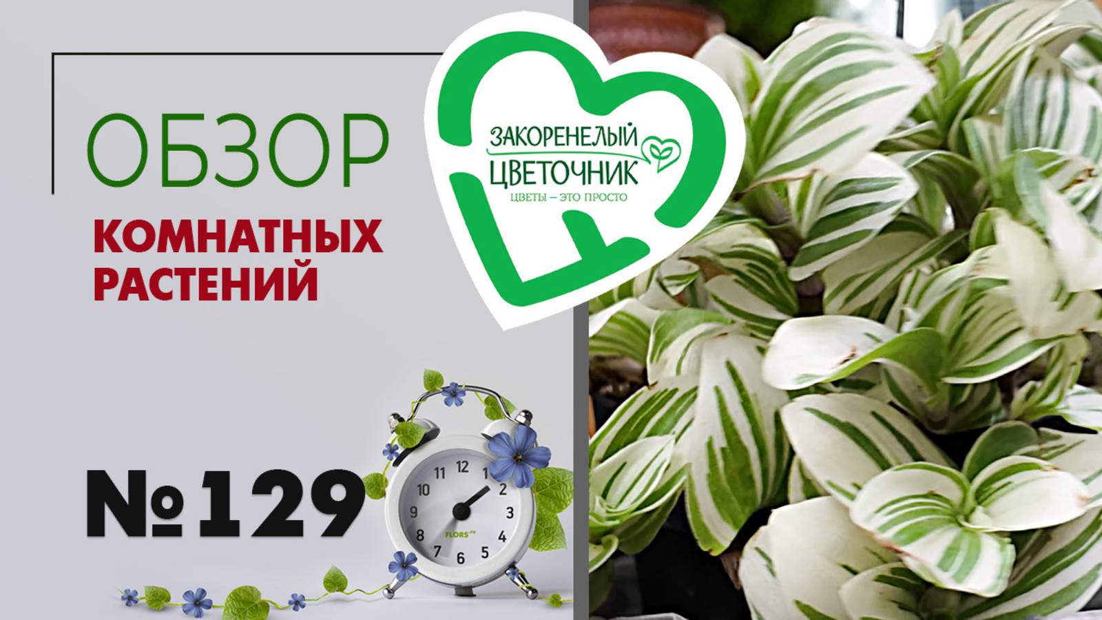 Обзор комнатных растений: редкие, популярные, цветущие и лиственные растения для дома и офиса #129