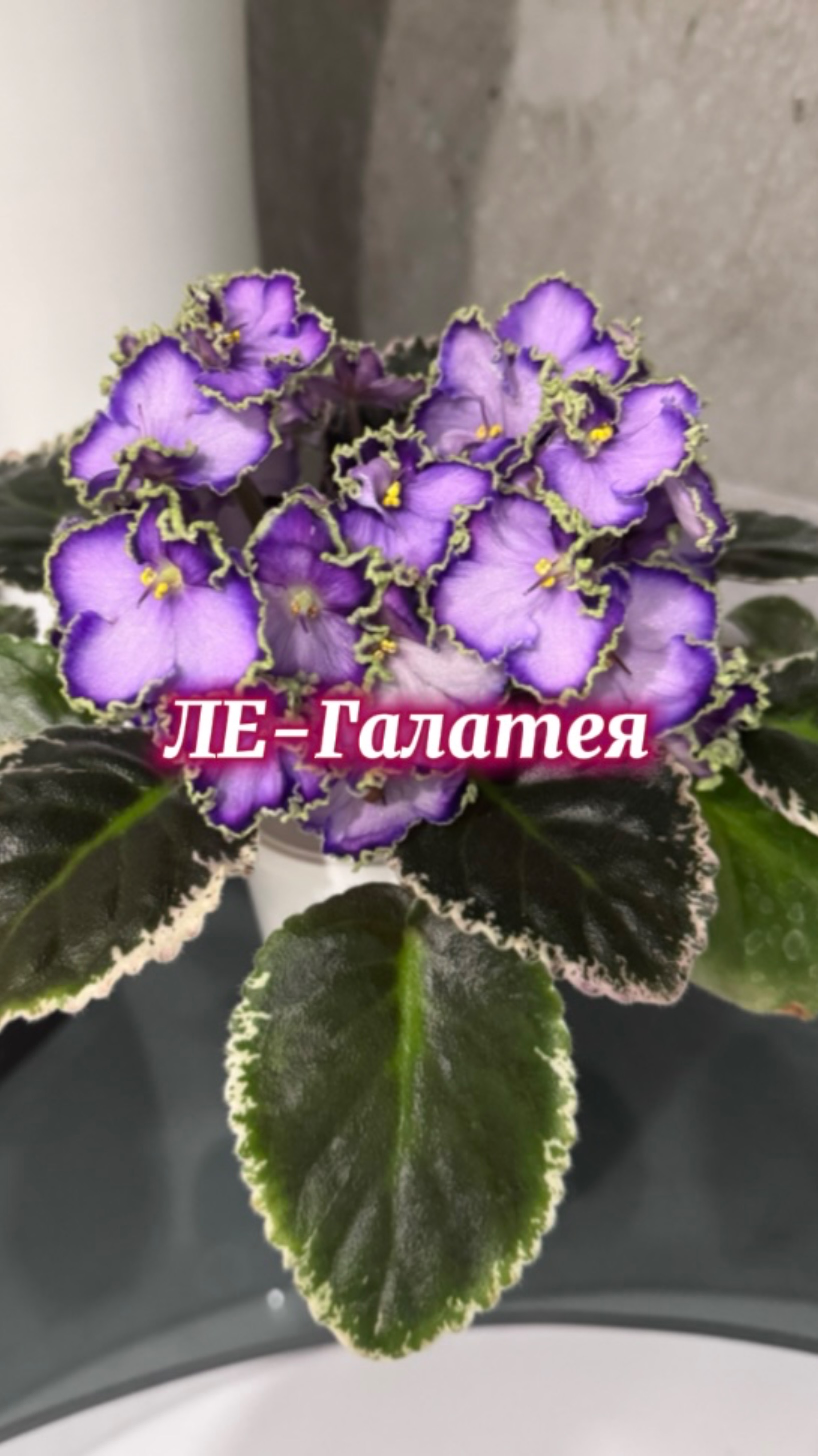 ЛЕ-Галатея. Неприхотливый шедевр