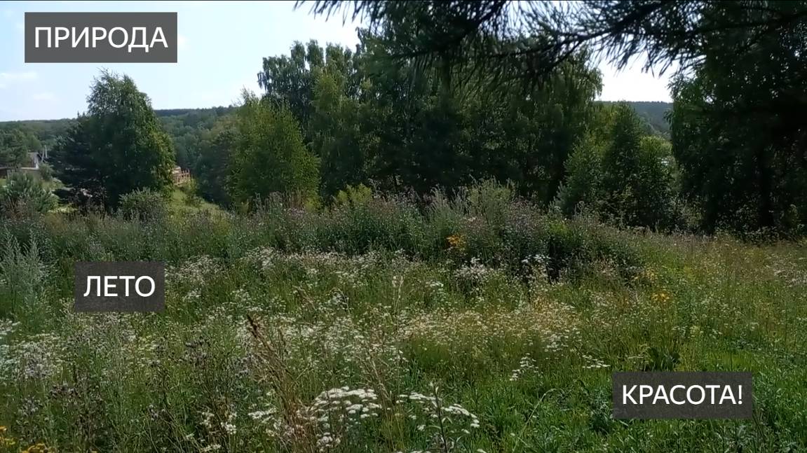 Природа. Красивое лето. Луговые цветы, ромашки, зверобой, тысячелистник, разнотравье. Птицы. Лето