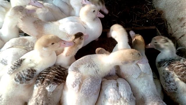 Кормлю утят Раменским комбикормом