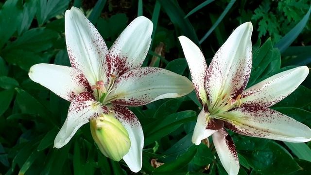 лилия УМОЧКА (Vlasova' 2025)