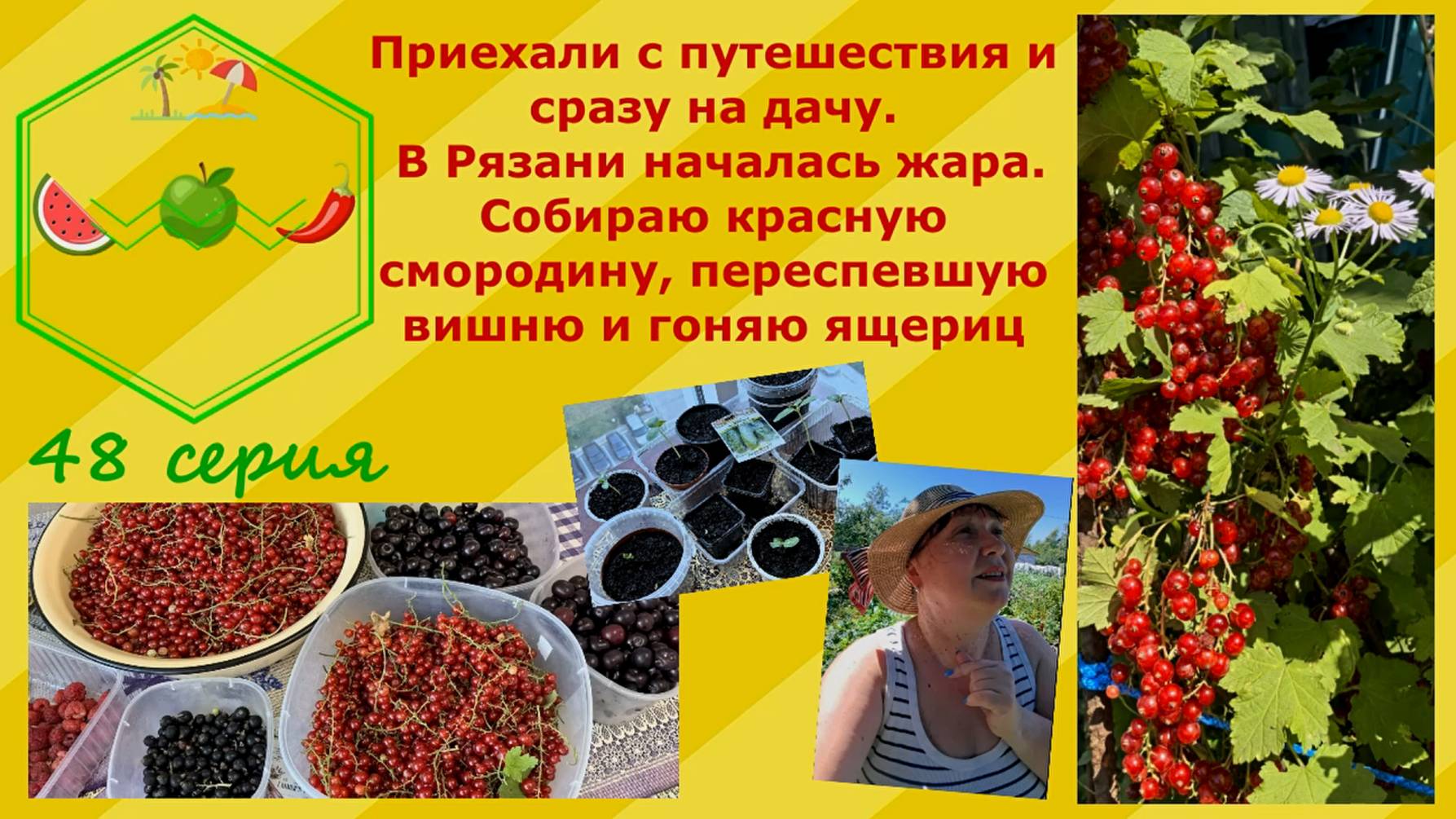 Приехали в путешествия и сразу на дачу.В Рязани началась жара.Собираю смородину, вишню,гоняю ящериц
