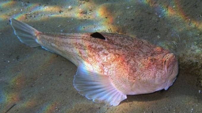 Морской звездочёт