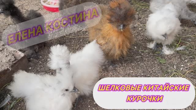 Шелковые китайские 🐓🐓🐓