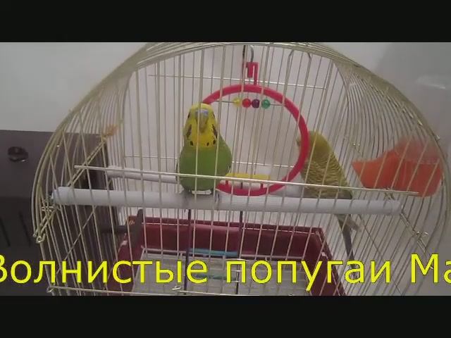 🐦 Марго и Гоша купаются под душем! Волнистые попугаи обожают воду 💦
