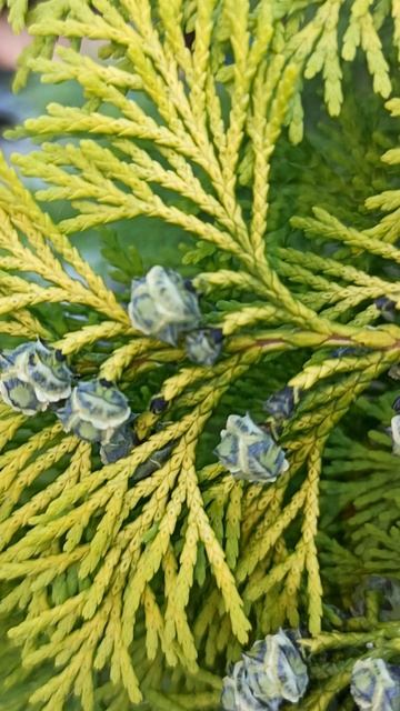 Туя цветет шишки цветы 18.07.25 #цветениетуи