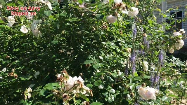 ЗАПУСТИЛА УЧАСТОК. Работы с мангальной зоной подходят к завершению