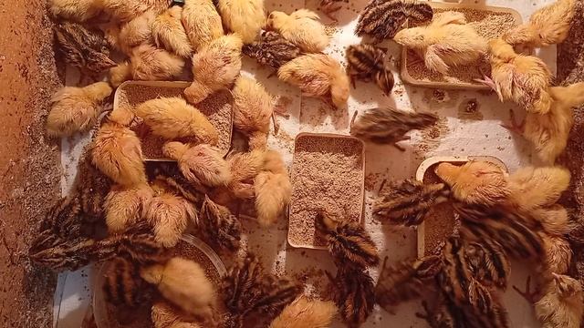 Какие богатыри перепелята!