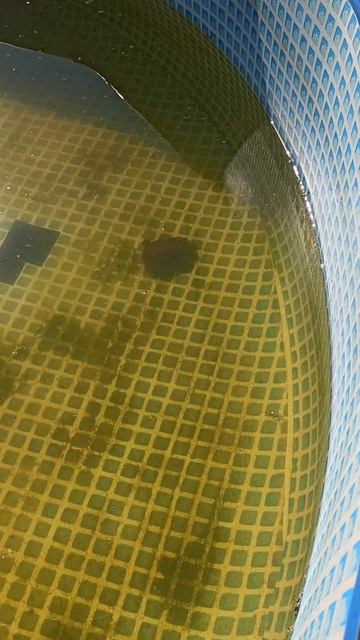 У нас в Лен. области жара 18/07/25 Мы с Мажором идём купаться в бассейне)))