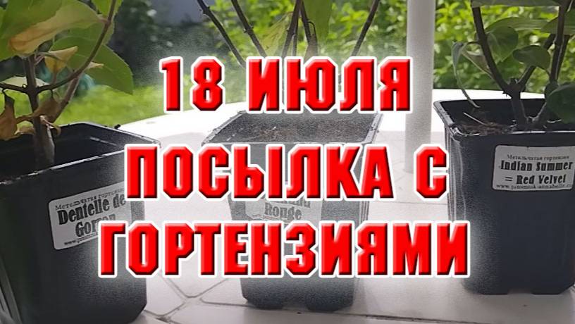 18 июля. Получила посылку с гортензиями из питомника Аннабель
