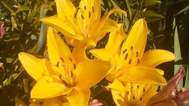 лилия ПРОМИНЕНТ