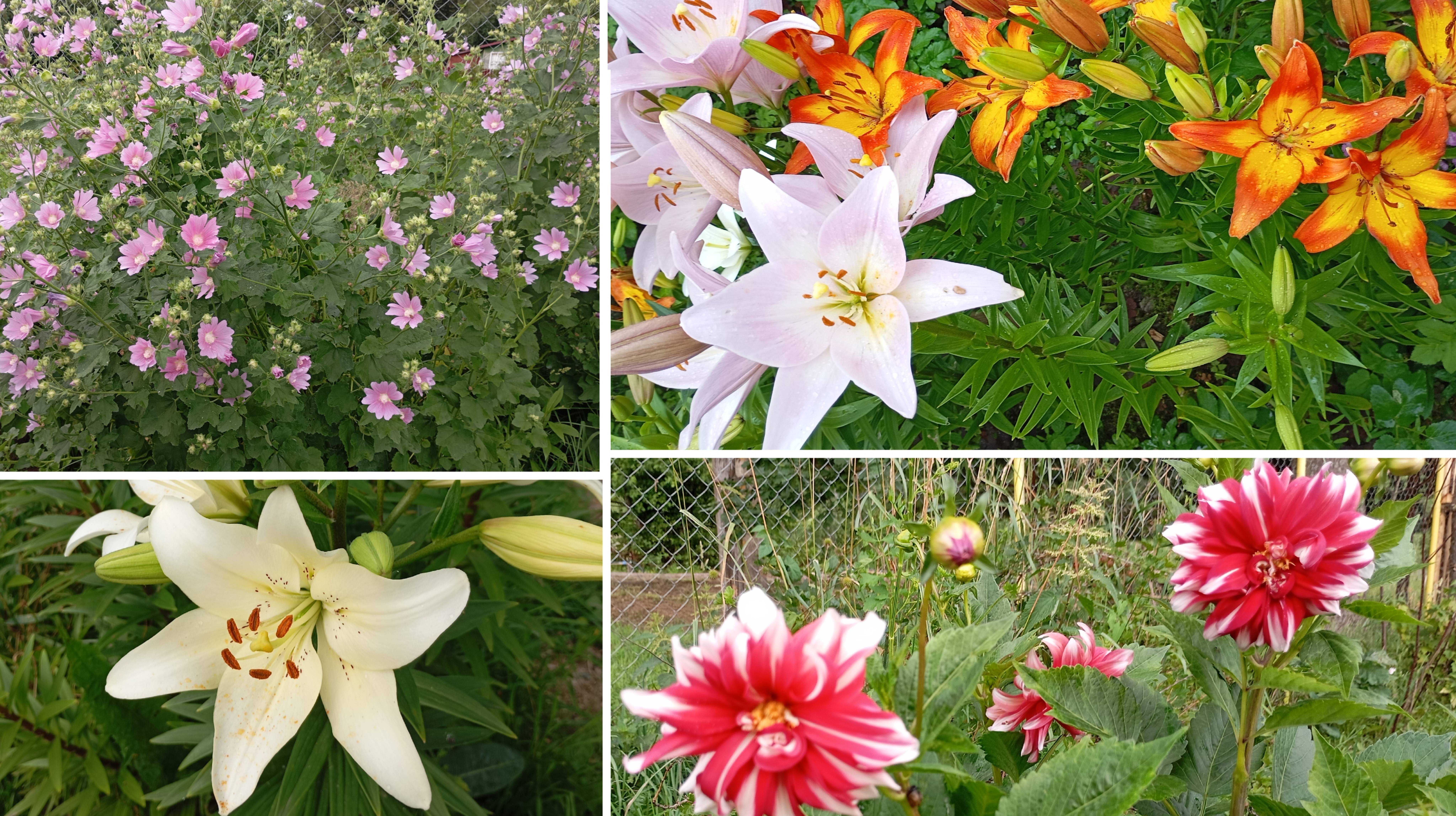 Красивые лилии и не только.