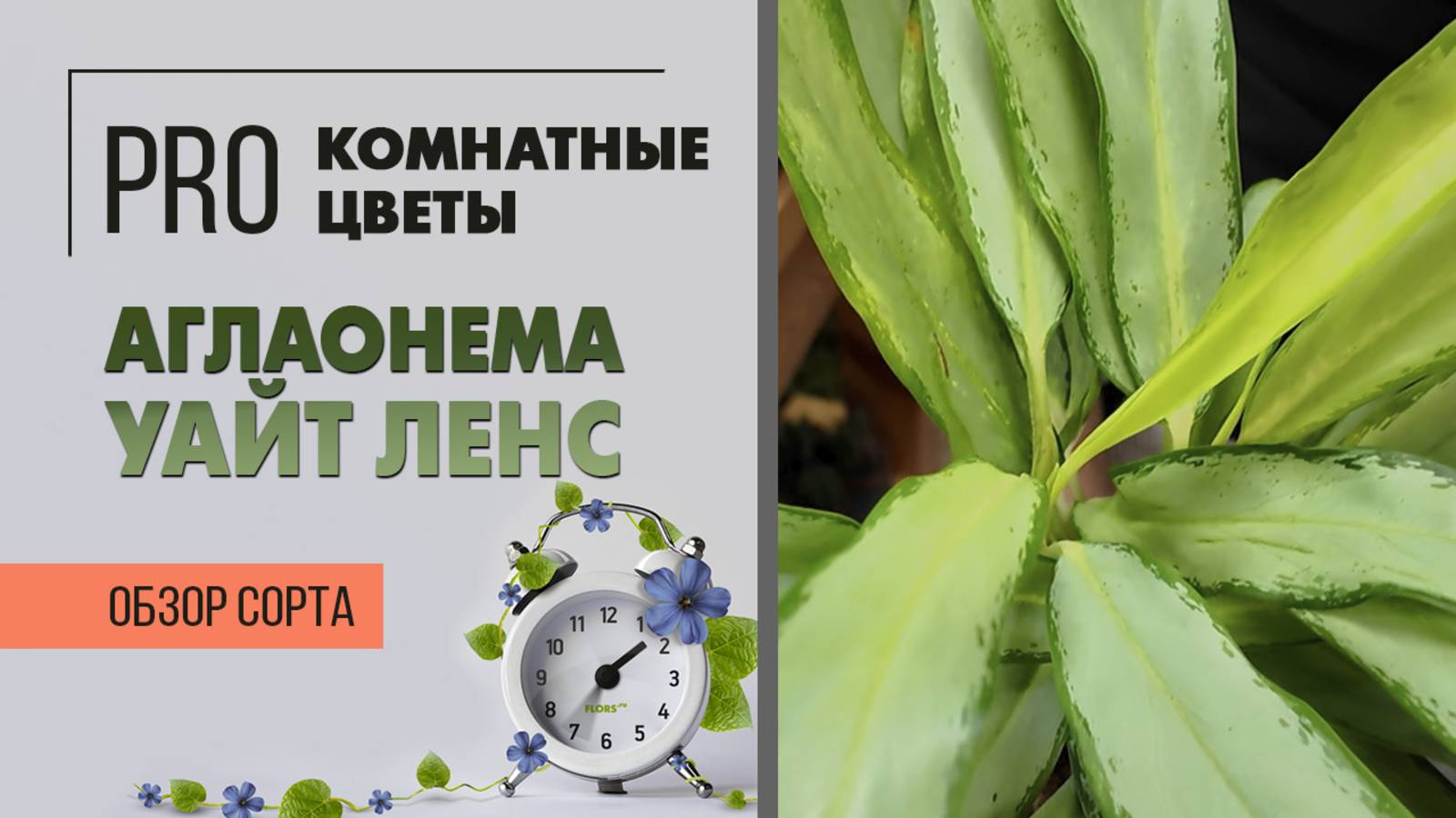 Аглаонема Уайт Ленс. Обзор сорта. Комнатное растение для дома и офиса с необычными листьями.