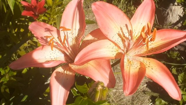 лилия БЕТТИ СТАР (Vlasova' 2024)