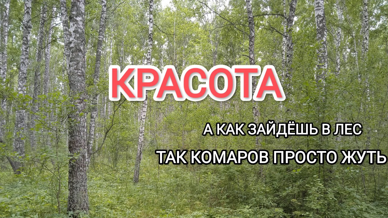 Отправились с собакой в лес за малиной и нарвались на толпу комаров пришлось спасаться бегством