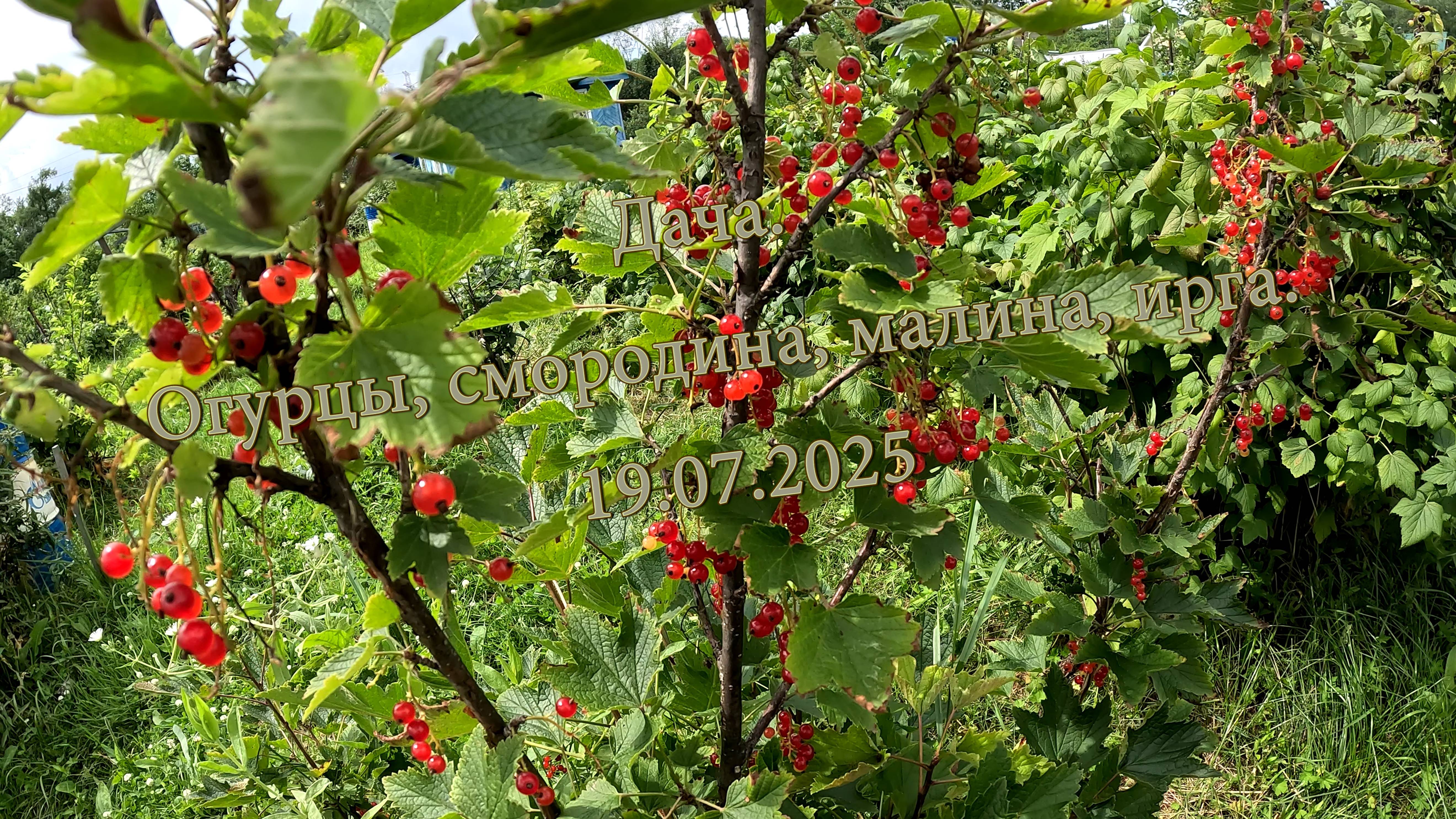 Дача. Огурцы, смородина, малина, ирга. 19.07.2025