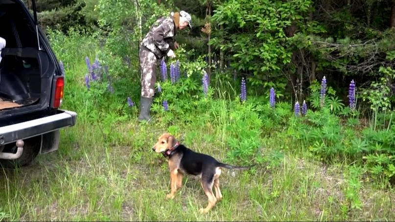 ПЕРВЫЙ РАЗ В ЛЕС. Раскат 3 мес. и Лайма вл. Шатров В.А.#охотасгончей#собака #животные #топ #hunting