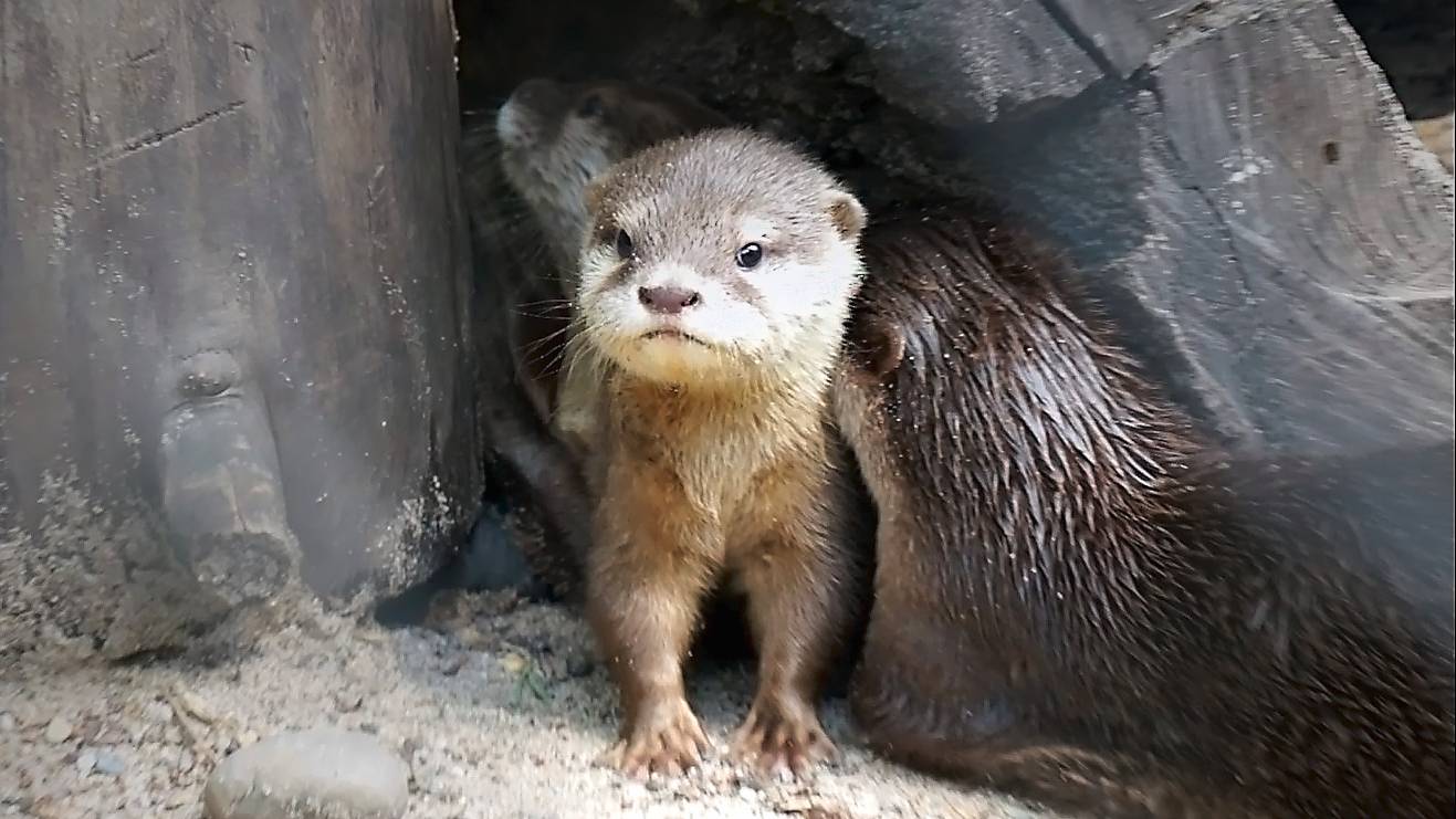 Веселая стая бескоготных выдр  с забавным малышом и структурой, как у волков.