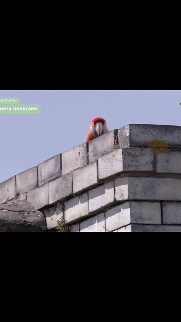 Попугаи в городе